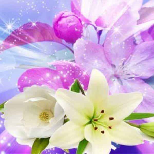 Angelica Fragrance Oil